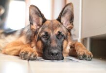 Deutscher Schäferhund Spanien