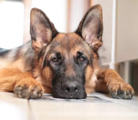 Deutscher Schäferhund Spanien