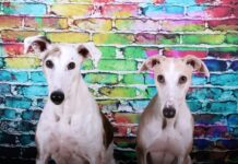 Galgos Spanien