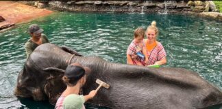 Tragödie in Thailand 22-jährige Spanierin kommt beim Baden mit Elefanten ums Leben