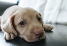 Was Hundebesitzer in Spanien im Jahr 2025 nach dem neuen Tierschutzgesetz tun MÜSSEN
