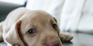 Was Hundebesitzer in Spanien im Jahr 2025 nach dem neuen Tierschutzgesetz tun MÜSSEN