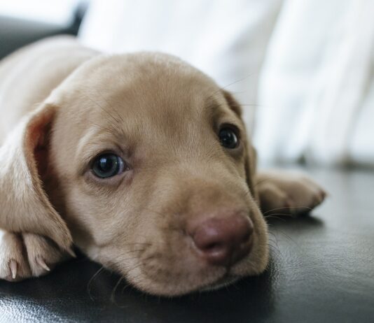 Was Hundebesitzer in Spanien im Jahr 2025 nach dem neuen Tierschutzgesetz tun MÜSSEN