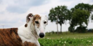 Galgo Spanien