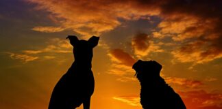Hunde Spanien