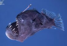 Melanocetus johnsonii Schwarzer Teufel Fisch Spanien