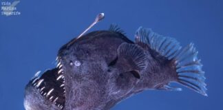 Melanocetus johnsonii Schwarzer Teufel Fisch Spanien