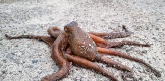 Oktopus Invasion Spanien
