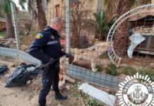 Wolfshund Valencia