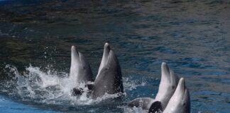 Zoo Madrid Delfin