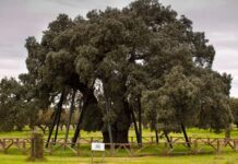Eiche Extremadura