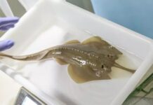 Gitarrenfisch Valencia
