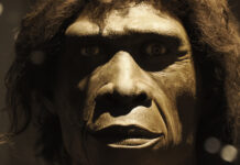 Homo affinis erectus Burgos