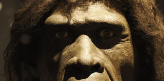 Homo affinis erectus Burgos