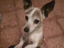 Hund Teneriffa Kopf