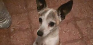 Hund Teneriffa Kopf