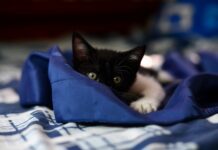 Achtung, Katzenbesitzer in Spanien! Die Nichteinhaltung der neuen Vorschriften kann zu Strafen von bis zu 200.000 Euro führen
