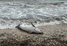 Toter Delfin El Campello