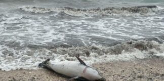 Toter Delfin El Campello