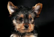 Yorkshire Terrier Alicante