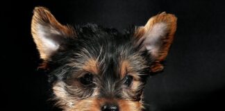 Yorkshire Terrier Alicante