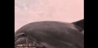Muscheltaucher fordern die "Entfernung" des berühmten Delfins Manoliño an Spaniens Nordküste