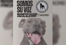 An diesem Samstag wird eine Demonstration in Madrid ein Ende der Diskriminierung zwischen Hunderassen fordern