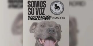 An diesem Samstag wird eine Demonstration in Madrid ein Ende der Diskriminierung zwischen Hunderassen fordern