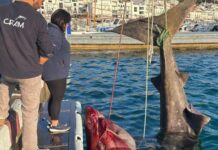 Ein 7 Meter langer Riesenhai wird versehentlich in Port de la Selva (Girona) gefangen
