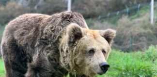 Paca, der Bär, Asturiens Symbol für den Kampf um das Überleben des kantabrischen Braunbären, wird geopfert