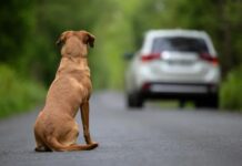 Mehr als 85.000 Hunde und Katzen in spanischen Tierheimen finden kein Zuhause