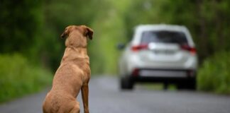 Mehr als 85.000 Hunde und Katzen in spanischen Tierheimen finden kein Zuhause