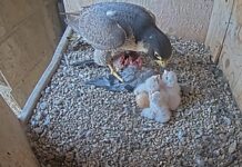 Drei Wanderfalken schlüpfen in ihrem Nest in der Sagrada Família in Barcelona
