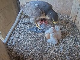 Drei Wanderfalken schlüpfen in ihrem Nest in der Sagrada Família in Barcelona