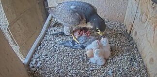Drei Wanderfalken schlüpfen in ihrem Nest in der Sagrada Família in Barcelona