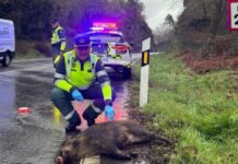 Wildschweine: Die am stärksten von Kollisionen auf spanischen Straßen betroffenen Tiere