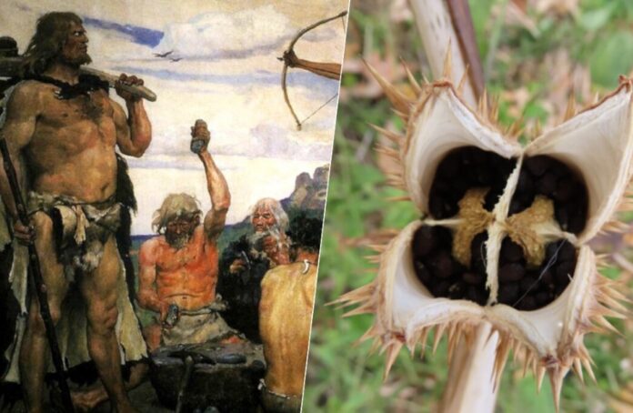 3.000 Jahre High-Werden: Haarproben aus Menorca belegen unseren Konsum psychoaktiver Substanzen seit mindestens drei Jahrtausenden