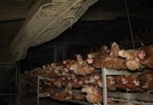 Mallorca Llucmajor: Horror-Zustände auf Geflügelfarm des Schreckens enthüllt