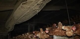 Mallorca Llucmajor: Horror-Zustände auf Geflügelfarm des Schreckens enthüllt