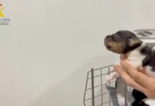 Gegen einen Mann in Saragossa wird ermittelt, weil er vier lebende Hundewelpen in den Müll geworfen hat