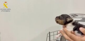 Gegen einen Mann in Saragossa wird ermittelt, weil er vier lebende Hundewelpen in den Müll geworfen hat
