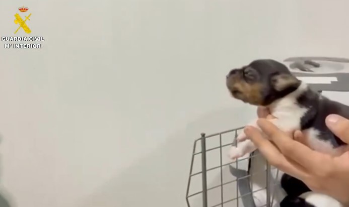 Gegen einen Mann in Saragossa wird ermittelt, weil er vier lebende Hundewelpen in den Müll geworfen hat