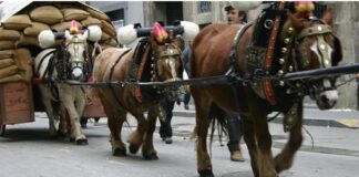 Ein Pferd stirbt bei der Parade zum zweihundertjährigen Jubiläum der Gräber von Els Tres in Barcelona