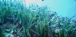 Cofidis bekräftigt sein Engagement für Nachhaltigkeit und pflanzt 1.500 Exemplare von Posidonia auf Formentera