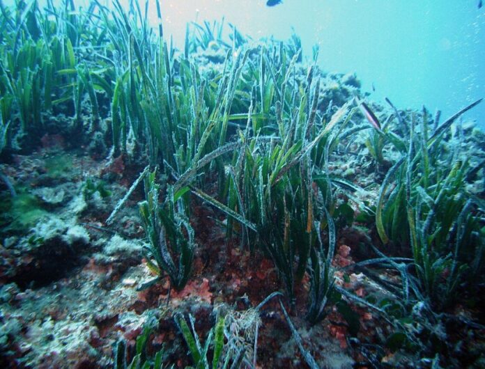 Posidonia Formentera Spanien Cofidis bekräftigt sein Engagement für Nachhaltigkeit und pflanzt 1.500 Exemplare von Posidonia auf Formentera