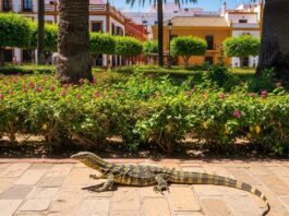 Savannenwaran in Spanien: Afrikanischer Mini-Drache bedroht Ökosystem und Gesundheit
