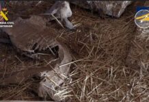 Im Schlachthaus des Schreckens in Madrid: Sterbende Tiere, abgetrennte Köpfe und tote Ratten