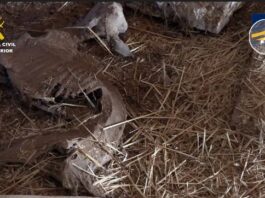 Im Schlachthaus des Schreckens in Madrid: Sterbende Tiere, abgetrennte Köpfe und tote Ratten