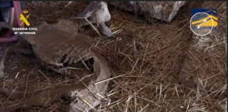 Im Schlachthaus des Schreckens in Madrid: Sterbende Tiere, abgetrennte Köpfe und tote Ratten