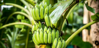 Bananenpreise in Spanien explodieren und der Preis steigt um 140%